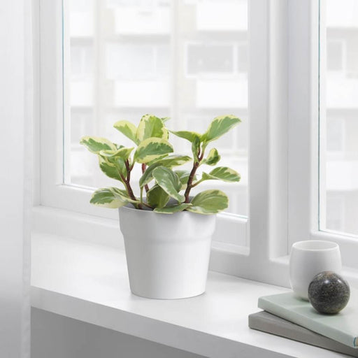 An IKEA plant pot with a smooth finish and a sleek appearance